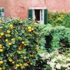 Die Zitronen im Garten